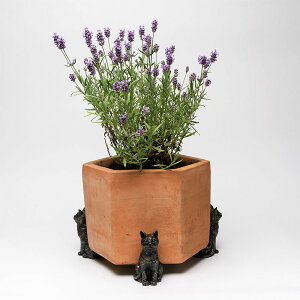 IuWF@L@|bgtB[g@p@p@|bgtbg@@Potty Feet Sitting Cat@W[fBmsA