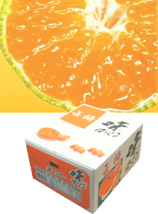 Yy}/S`LTCYzɑ5kgɑłN薡̂Ă܂BŐ̑Dȕ͂X҂B kCBւ͕ʓr330~iōj\󂯂܂BX