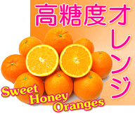 直輸入で超新鮮！食べてほしいのでP10倍！13300⇒12800！完熟で激甘！【絶対ハズしません】食べる濃厚オ…