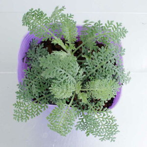 �c �ԕc �V���^�G�M�N �V���o�[���[�X 3��3.5�� �y���͂����z Silver Lace �ԕc �J���[���[�t �c �V���o�[���[�t �L���b�V�����X�Ҍ��Ώ� �n�b�s�[�K�[�f��