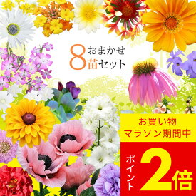 花苗 ガーデニング 季節の草花 苗 おまかせ 8苗セット 選べるタイプ【お届け中 地域限定送料無料】珍しい 苗 セット 草花宿 根草 宿根草 苗物 花 寄せ植え コンテナ花の苗 1年草 多年草 ガーデン 花壇 ハッピーガーデン