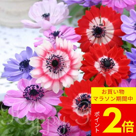 球根 アネモネ モナークMix 20ml ＼春を告げる菊咲き八重咲き アネモネ／【お届け中 メール便対応 ポスト投函】球根植物 多年草 植えっぱなしOK ハッピーガーデン【2025BU】【mail】（1213）