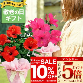 ＼スーパーSALE10%OFF＆エントリーP5倍／敬老の日 ギフト 花 鉢花 インドア ハイビスカス サニーシリーズ 5号 選べる4色 鉢植え 室内で楽しめる 夏の花 長く咲く【即納 送料無料 ラッピング無料】 誕生日 お父さん 義父 花ギフト サマーギフト 夏ギフト 御中元 2026fd【P5】
