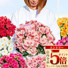 ＼スーパーSALE期間エントリーP5倍／花 ギフト 鉢花 リーガースベゴニア大輪 薔薇咲き 5号 籠付きラッピング【即納 地域限定 送料無料】プレゼント 花 母 父 義母 女性 誕生日 花鉢 サマーギフト 夏ギフト 御中元 ハッピーガーデン【P5】