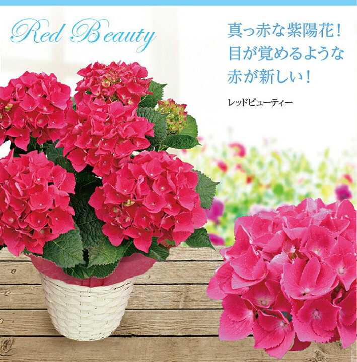 楽天市場 遅れてごめんね 最短発送 母の日 プレゼント 花 鉢植え 選べる7品種 5号鉢 西洋紫陽花 特典付き 地域限定送料無料 母の日ギフト 花 鉢植え プレゼント 鉢花 花鉢 お花 紫陽花 誕生日 お祝い フラワーギフト ハッピーガーデン