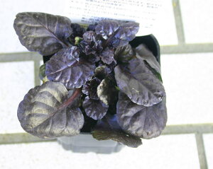 ԕc H AWK ubNXJbv 1 2.5`3y ʔN̔zc Ajuga reptans Black Scallop t t Ԓd OhJo[ N VFChK[f VF[hK[f A nbs