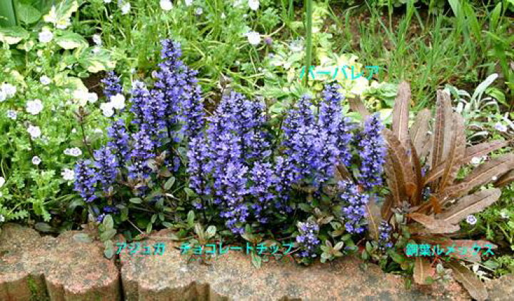 楽天市場 花苗 秋植え アジュガ チョコレート チップ 1鉢2 5 3号 通年販売 Ajuga Chocolat Chip 周年 日陰 多年草 苗 花壇 グランドカバー カラーリーフ 苗 庭植え 寄せ植え 根しめ ガーデニング 花の苗 シェードガーデン ハッピーガーデン