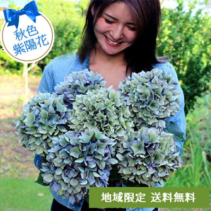 楽天市場 最短発送 花 鉢植え プレゼント 訳あり アンティーク紫陽花 選べる7色 5号 お届け中 地域限定送料無料 あじさい 鉢植え ギフト アジサイ 5号サイズ 誕生日 プレゼント 母 祖母 女性 お祝い 22fd ハッピーガーデン