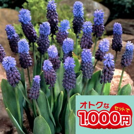 1000円ポッキリ送料無料 ムスカリ ラティフォリューム 選べるセット5球〜30球セット【先行予約10月上旬〜お届け 小球根 メール便対応　一部セット全国送料無料】Muscari latifolium 秋植え球根 秋植え 庭植え 花壇 春 野放し球根【2025BU】【mail】