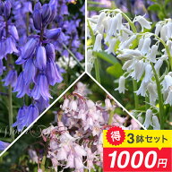 芽出し球根苗 シラー・カンパニュラータ 選べる桃 白 青 3球植え 1〜3鉢セット 3号鉢【お届け中】Hyacint…