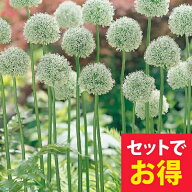 アリウム マウントエベレスト 芽出し球根苗 選べる1〜3鉢セット 3〜3.5号ロングポット【お届け中】Allium…