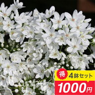 芽出し球根苗 アリウム コワニー 3号鉢 選べる1〜4鉢セット【お届け中】Allium Cowanii そのまま植え込み…