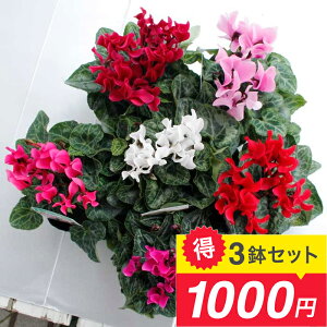 ԕc ~jVN F܂ 3Zbg 2.0y͂zCyclamen persicum K[fVN c Ԓd 񂹐A A K[fjO  ԉ  Ԓd ~ t nbs[K[f