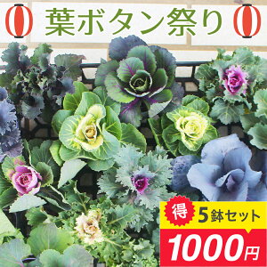 ԕc t{^Ղ 3`5Zbg i킨܂ 3`3.5y͂zBrassica oleracea var. acep n{^ tO ͂ڂ J[[t t    N N