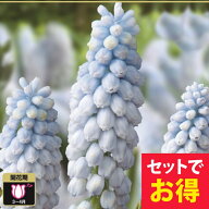 植えっぱなし球根 秋 ムスカリ ベイビーズブレス 5〜10球セット 淡青花【10月上旬〜お届け 小球根 メール…