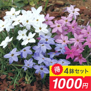 1000~|bL AςȂ o CtFCI ~bNX 4Zbgy͂  [֑Ήz3`3.5 K[fjO N HA A A Ԓd  nbs[K[f