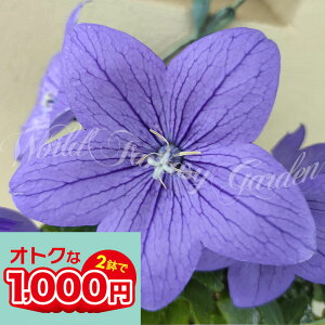 _1000~|bL^ ԕc LLE AXg u[ 3 3`3.5y͂zPlatycodon grandiflorus ϊ N c  傤 j[ Ԃ̕c o t[  nbs[K[f