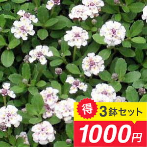 ԕc Zbg qC_\E ␂ 3Zbg 3`3.5yʔN̔ uzPhyla nodiflora h  c N ĕc Ă̕c Ẳ OhJo[ K[fjO K[f A A  P