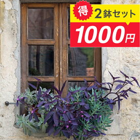 まとめ買いで1000円 花苗 紫御殿 ムラサキゴテン 3〜3.5号 選べるセット【お取り寄せ 】TradescantiaSetcreasea Purpurea トラディスカンチア セトクレアセア 庭植え 花壇 多年草 銅葉 カラーリーフ ハンギング 桃花