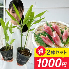 野菜苗 植えっぱなし 野菜 夏の香味 ミョウガ 茗荷 苗 3〜4号 鉢植え【お届け中】日陰で育つ多年草 日陰に強い宿根草 冬季地上部なし みょうが 家庭菜園 山菜 山野草 茗荷 05P02jun13 ガーデン ガーデニング ハッピーガーデン 食べれる庭【P5】