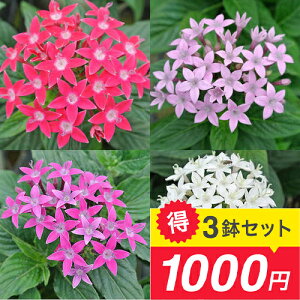 _ȃZbg^ԕc y^X ܂3F4Zbg Iׂ 3`3.5y͂zPentas lanceolata Ԓd  Ẳ tc Ԃ̕c N ϊN K[f K[fjO ĕc nb