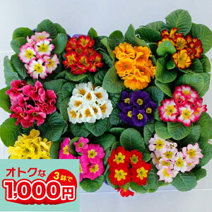 Ȃ񂿂ā_1000~|bL^ ԕc v WA LfB F͂܂ 3Zbg 3`3.5y͂zPrimula Polyanthus Group v ԕc Zbg ~ t Ԃ̕c 񂹐A K[fj
