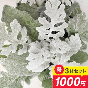 1000~|bL ԕc e V^GMN 3|bgZbg 3`3.5y͂zSenecio cineraria 낽 J[[t c Vo[[t K[fjO A Ԓd K[f  N 