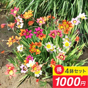 1000~|bL oc AςȂ XpLVX ~bNX 4Zbgy͂z3`3.5 Ԃ̋ Ԓd v Ă₷ |bgA 