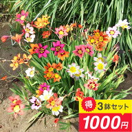 球根 花 植えっぱなし球根 スパラキシス 3種類から選べる 3球植え 選べる1〜3鉢セット 3号鉢【お届け中】…