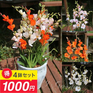 _4Zbg1000~^   AςȂ ggjA IׂZbgy͂ z Tritonia White Mix H ~A tJ Ԃ̋ K[fjO A A Ԓd 񂹐A CO