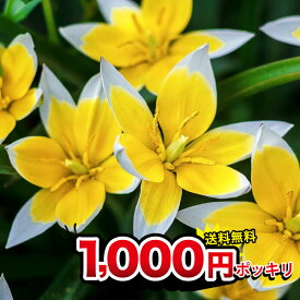 1000円ポッキリ送料無料 植えっぱなし球根 秋 冬 原種チューリップ タルダ 球根 選べる旧球根 5球〜20球セット【先行予約 9月上旬〜お届け メール便対応 小球根】Tulip tarda 毎年楽しめる植えっぱなしチューリップ 秋植え球根 【2025BU】【mail】