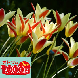 1000円ポッキリ送料無料 植えっぱなし 球根 花 原種チューリップ クルシアナ クリサンタ 5球〜30球セット【先行予約 10月上旬〜お届け 小球根 メール便対応 一部セットは送料無料】秋 冬 小球根 多年草 耐寒性 白花 早春 人気 秋植え球根 【2025BU】