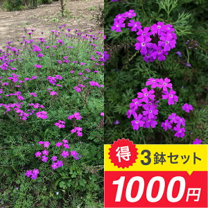 _31000~Zbg^ ԕc ho[xi el IׂZbg 3`3.5y͂zOhJo[    N c CObVK[f K[fjO Ԃ̕c nbs[K