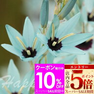 ＼スーパーSALE期間エントリーP5倍／ 球根 秋植え球根 希少 原種イキシア ビリディフローラ 3球〜9球セッ…