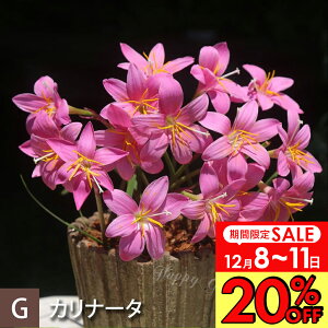 _v|Cg4{ 12/8`11^ 1000~|bL ԕc N  [tBTX C[ nuTX Iׂ 3A 1 3y͂zZephyranthes t AςȂ ā`Ԃy