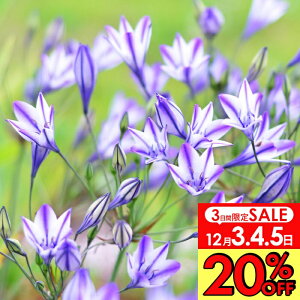 _20%OFF|3Ԍ^@AςȂ u[fBA fB 5y͂ [֑Ήzteleia geCA A 񂹐A A Ԓd  NC[t@rI NBt@rI