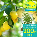夏 ギフト 花 プレゼント 実付き レモン リスボン 1鉢 5号 鉢植え 【お届け中 地域限定送料無料 ラッピング＆メッセージカード無料】果物 果樹鉢 植物 記念樹 贈り物 檸檬の木 鉢植え 自給自足ギフト ハッピーガーデン サマーギフト お中元 夏のギフト【0702c200】