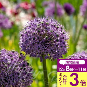 _|Cg3{ 12/11^   ^ AE OW[^[ 1Zbg HAy͂ ^zAllium Gladiator@ ANZg A Ԓd A K[fjO ϊy2025BUzyCO