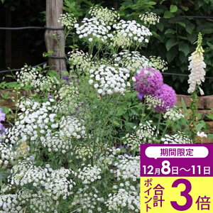 _|Cg3{ 12/11^ ԕc H N h  A~ O[Xh 1 3`3.5y͂zAmmi greceland t ϊ2N N  䍂 CObVK[f ~A A ^ 