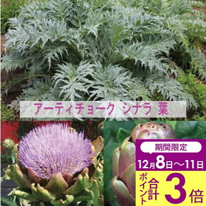 _|Cg3{ 12/11^ Ԃ̂߂鍂H Hc A[eB[`[N Iׂ2 1 3`3.5y͂zArtichokes ԕc h  䍂 H O[O[u oCIbgO[u 