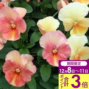 _|Cg3{ 12/8`11^ ԕc H ~ pW[ ݂ L[eB[AvRbg 3.5 2Zbgy͂zPansy pW[ c  ~ N CObVK[f K[fjO 񂹐A 