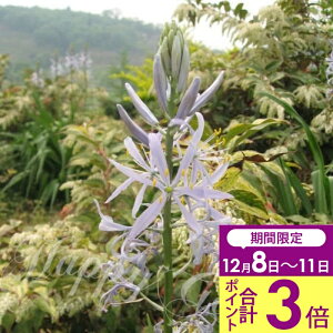 _|Cg3{ 12/11^ HA _AςȂOKI^ԃJ}VA NbL[ 1Zbgy͂`^zCamassia cusickii N A  H K[f Ԓd A A 