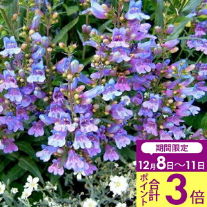 _|Cg3{ 12/11^ ԕc H N h  yXe wu[u[ 1 3`3.5y͂zPenstemon Heavenly Blue CObVK[f  A A K[fjO Ԓd 