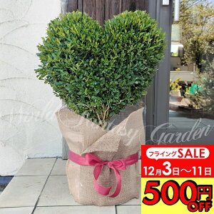 _500~OFFN[|s 12/3`^@Mtg  v[g cQ̖؃gsA[ n[gd 1 10 zbsOy񂹁@ zBuxus microphylla gsA[ I[igc