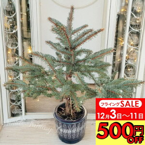 _500~OFFN[|s 12/3`^ A ~̖ sZAvQX RhgEq@zvV[ 8y zPicea pungens Hoopsii vQXgEq gEq AJn~ V