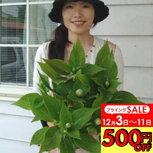 _500~OFFN[|s 12/3`^@ԕc c ԏI芔 ʎz ʎz Q 5y͂zHydrangea involucrata ĊJԌ݊ ^}AWTC   AWTC z N