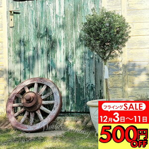 _500~OFFN[|s 12/3`^Mtg  v[g OZvc EGXgMA  gsA[d 8y n著zWestringia fruticosa ϗtA  Ύ A 