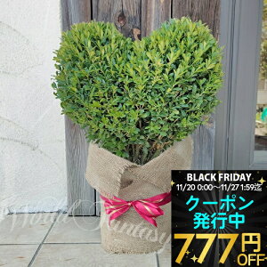 _N[|s^ Mtg  v[g cQ̖ gsA[ n[gd 1 8 zbsOy zBuxus microphylla gsA[ 蕨  k ѐA  A 