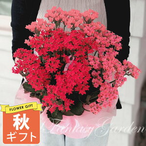 H Mtg   JRG 2FA 1 5y[ n著zKalanchoe  Ԕ 60 80 70 90 A c  c j nbs[K[f  2025KE09