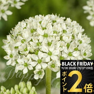 _BLACK FRIDAY |Cg2{^ AςȂ  AE jO 3 Zbgy͂ ^zAllium nigrum@Ԃ̋ HA HA K[fjO A Ԓd nbs[K[f y2